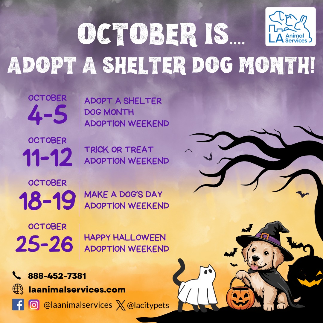 Adopt A Shelter Month